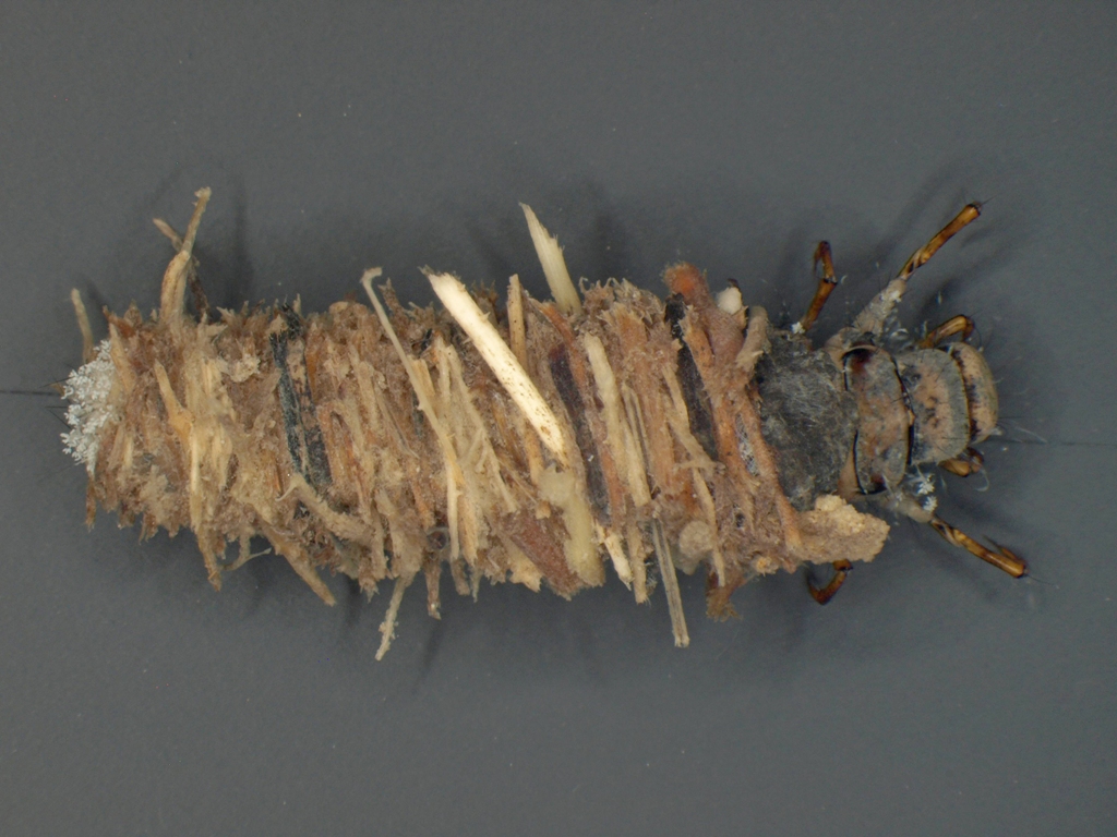 Limnephilus rhombicus 1